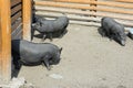 Three blackÃ¢â¬âlittle pigs are walking in the corral.